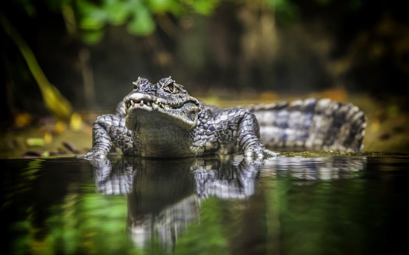 s, animal head, alligator, outdoors, swamp, 1080P, gray, no people, vertebrate, stealth, dress, animal, reptile, floral, reflection, jungle, animals, selective focus