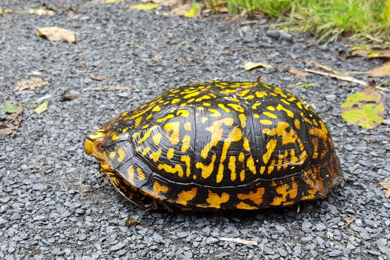 animal wildlife, pictures of terrapins, outdoors, 1080P, high angle view, focus on foreground, animal themes, road, terrapin, terrapin images, amphibian