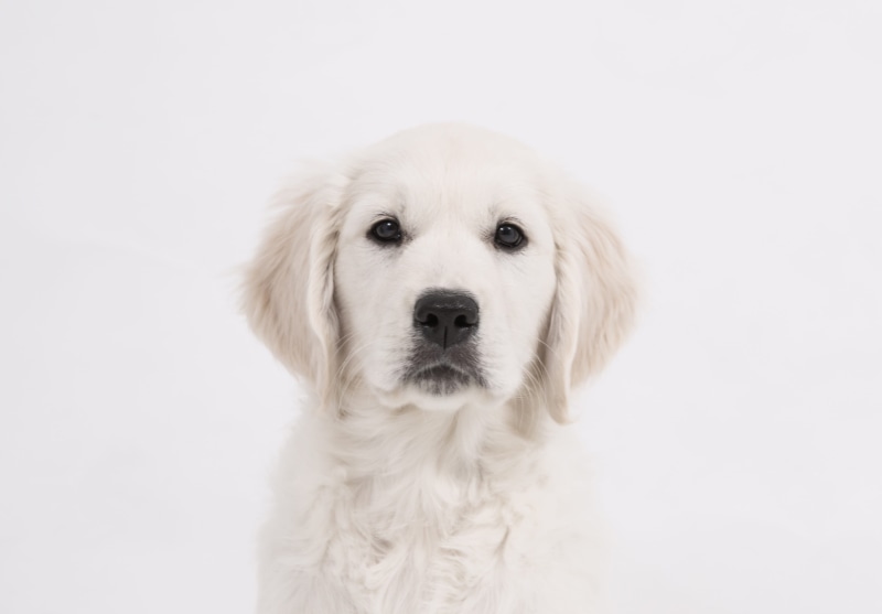 one animal, dog face, dog, view, bright coat, look, domestic, pet, purry, golden, friend, english cream, good, young, indoors, looking at camera, domestic animals