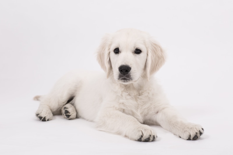 cute, indoors, studio shot, golden, baby, sitting, pets, shooting, pet, small, purry, friendly, animal portrait, domestic animals, relaxation, golden retriever