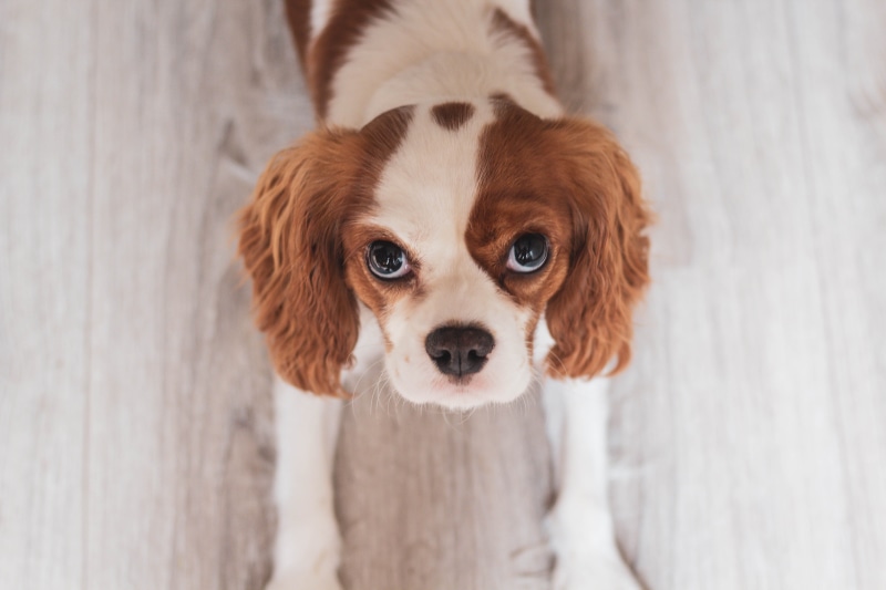 close-up, big eyes, domestic animals, puppy, canine, spaniel, breed, Cavalier King Charles Spaniel, 5K, wood - material, lap dog, eyes, pets, close, looking