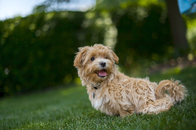 enjoyment, looking at camera, 4K, domestic animals, domestic, summer heat, play, green color, panting, summer vacation, maltipoo, vacation, hot, happy