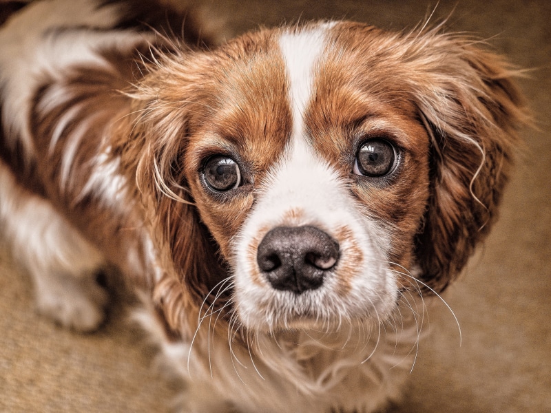 long, doggy, vertebrate, dog, animal, portrait, whisker, animal themes, cute, friend, pet, king, pets, animal eye, white, puppy, pup, animal head, little