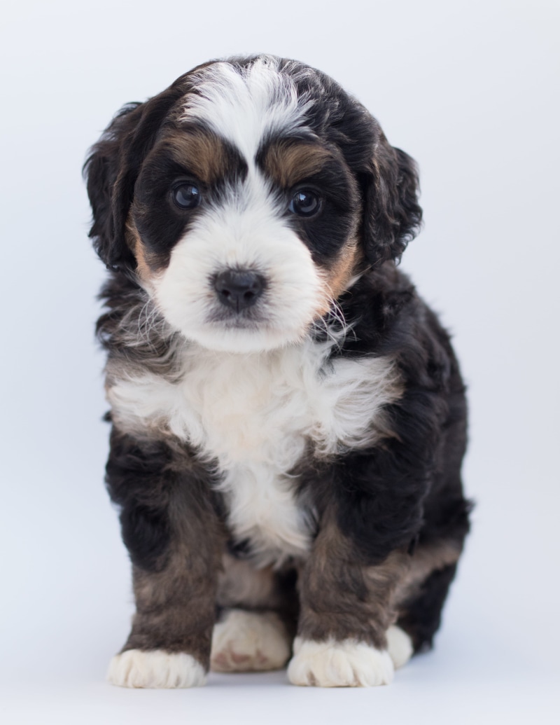 young, sit, tricolor, 4K, poodle, adorable, domestic, pets, bernedoodle, pet, cute, breed, looking, white background, puppy, small, fur, animal, vertebrate