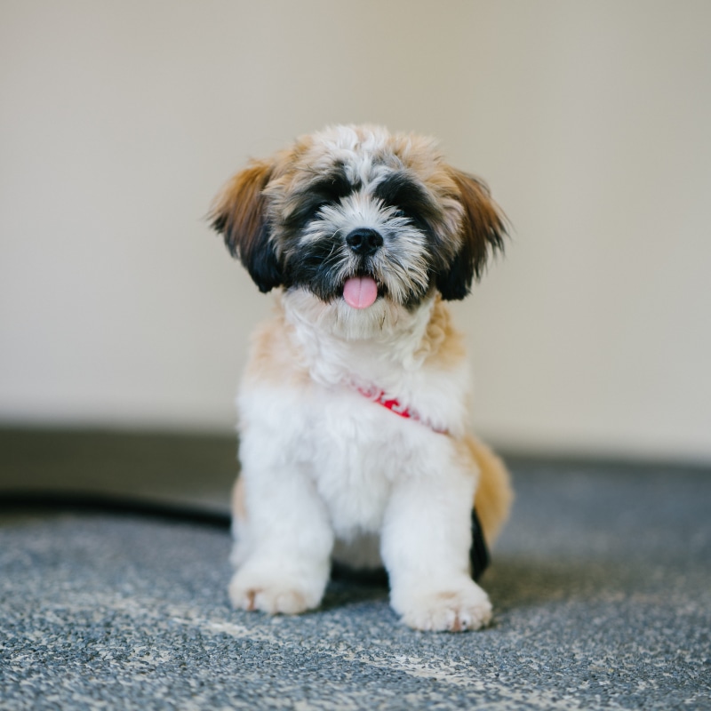 lap dog, tzu, breed, young animal, shih, one animal, tongue, animal themes, portrait, brown, black, puppy, small, paws, shih tzu, domestic animals, looking at camera