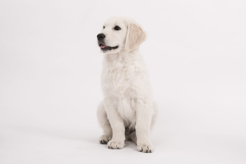 dog, cream colored, mammal, fur, domestic animals, full length, young, cream, creature, shooting, domestic, animal themes, canine, good, front view, cute