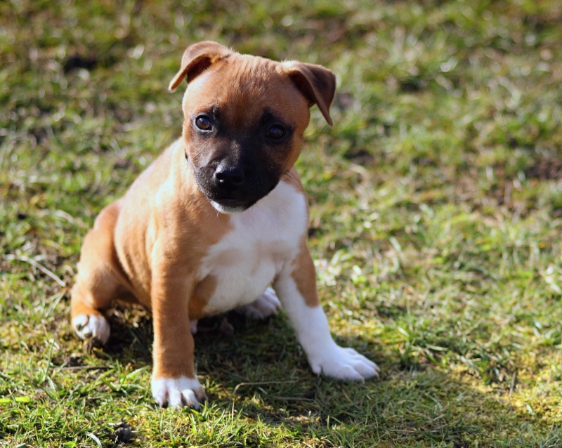 mammal, fur, doggy, land, funny, puppy, one animal, friendly, domestic, pup, plant, white, pet, coated, day, short, 2K, obedient, vertebrate, grass, focus on foreground