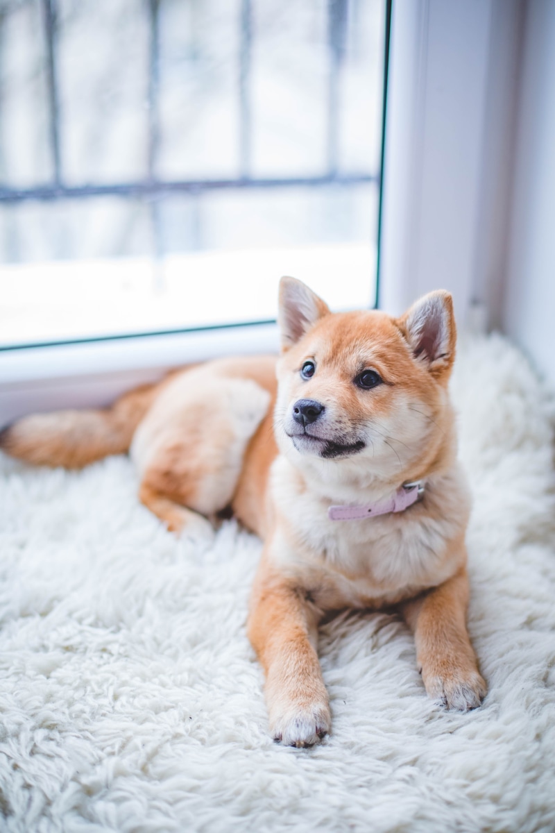 puppy, animal, young, portrait, 5K, pet, white, breed, lying down, looking, vertebrate, domestic, animal themes, fur, short, home interior, cute, mammal