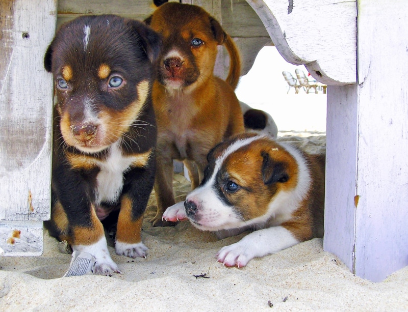puppies, cute, puppy, pet, cute puppy, sitting, sisters, portrait, pup, little, day, animal themes, table, 1080P, friend, vertebrate, group of animals