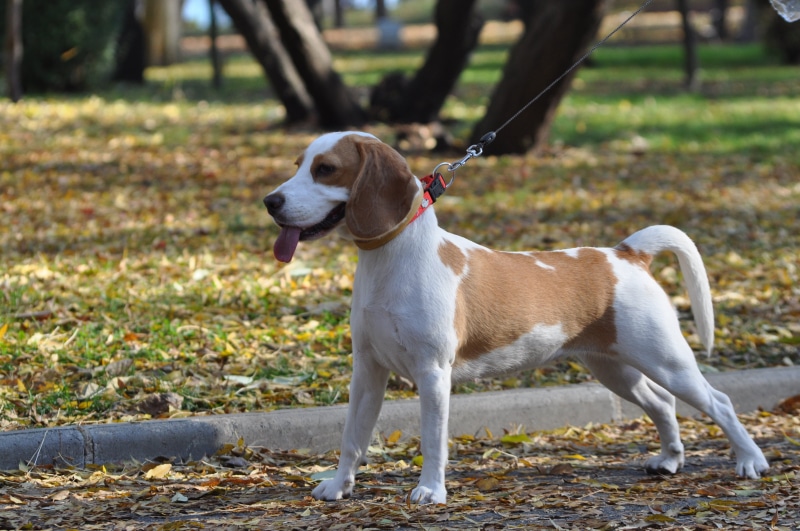 happy, fall, domestic animals, purebred, no people, cute, hound, tree, lemon, dog, friend, fur, leaves, pet collar, field, looking, one animal, animal