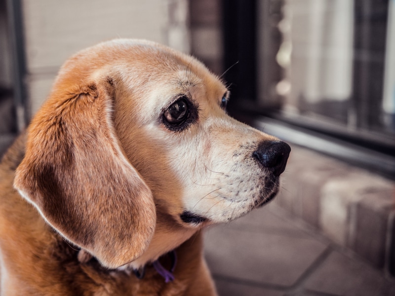 mammal, pets, animal head, no people, canine, focus on foreground, indoors, little, cute animals, breed, profile view, domestic animals, brown, snout, contemplation