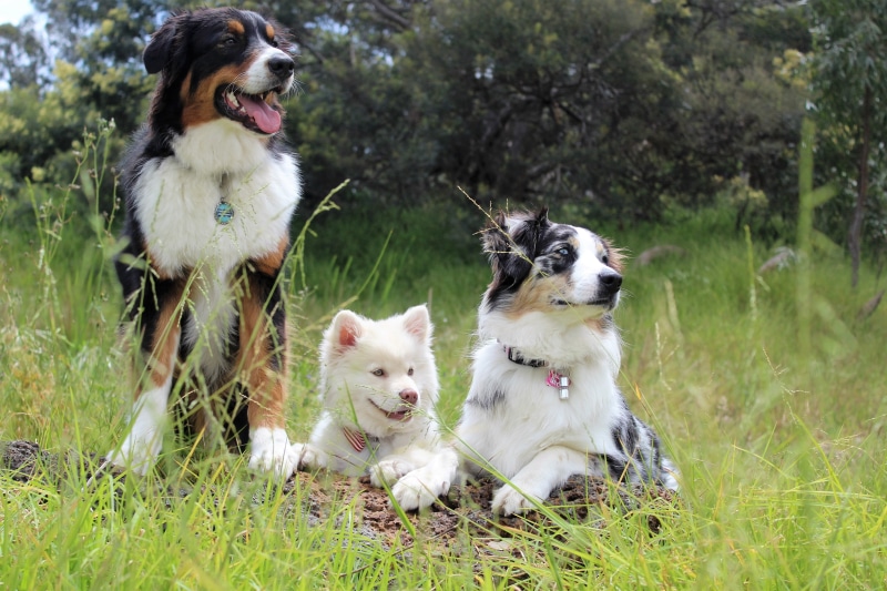 puppies, mountain, outside, park, doggy, stand, content, friend, black, domestic Animals, bernese Mountain Dog, two animals, nature, sheepdog, husky, domestic
