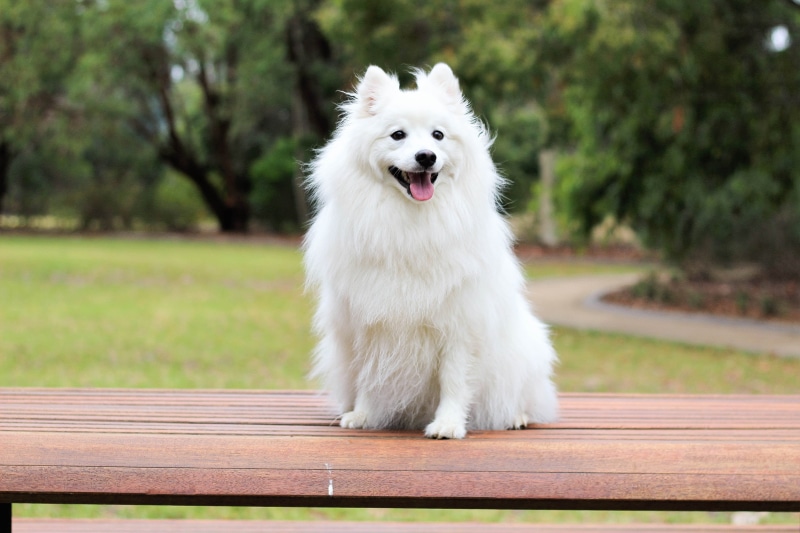 border collie, looking at camera, outdoors, happy, focus on foreground, domestic animals, adult, puppy, cream, purebred dog, mammal, sitting, portrait