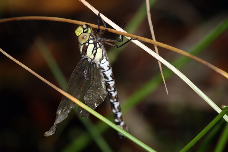 pollution, blade of grass, animal, animal wing, dragon-fly, deformed wings, outdoors, animal body part, butterfly - insect, focus on foreground, nature