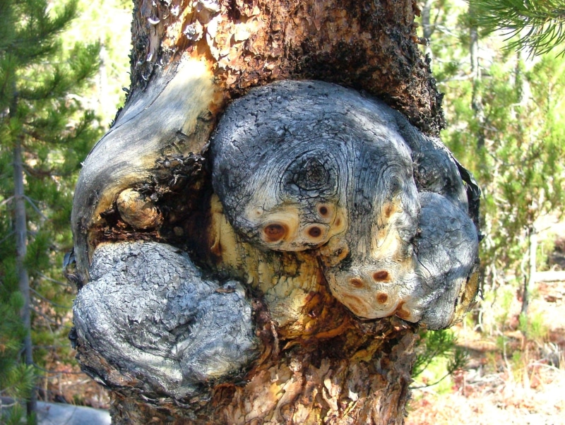 bark, burl, growth, focus on foreground, forest, day, burr, animal wildlife, deformity, human representation, 2K, tree, tree trunk, art and craft, outdoors