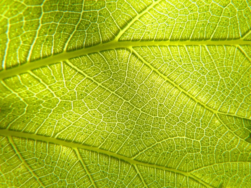 full frame, photosynthesis, extreme close-up, background, asymmetry, green color, textured effect, textured, no people, botany, texture, natural pattern