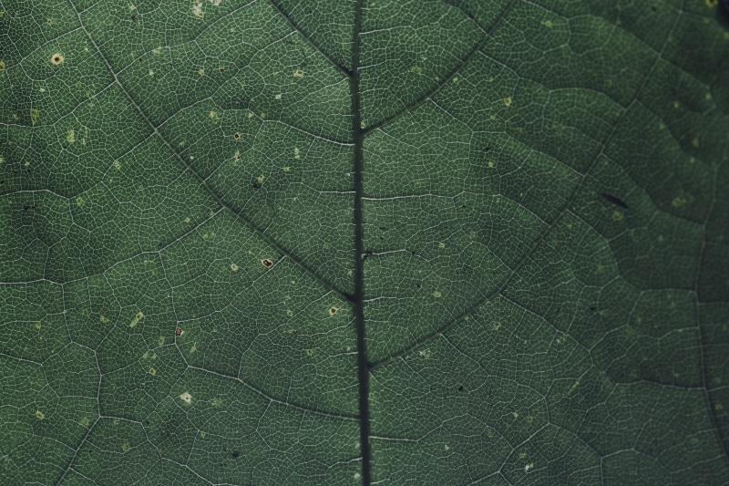 chlorophyll, color, vulnerability, nature, green color, network, structure, pattern, backgrounds, photosynthesis, foliage, details, leaf vein, close-up