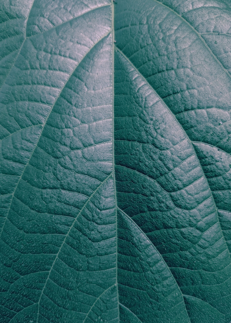 textured, close, pattern, green color, plant, no people, close-up, macro, texture, day, biology, photo, outdoors, full frame, green, nature, asymmetry