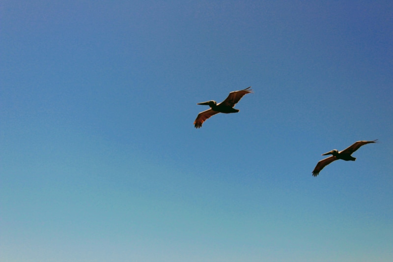 dom, vertebrate, no people, outdoors, 4K, flying, animal wing, animal, bird, flight, spread wings, beach, animal wildlife, day, low angle view, one animal