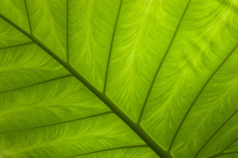 leaf vein, tree, rainforest, abstract, flora, palm tree, leaves, softness, growth, day, pattern, close-up, plant, color, leaf, full frame, plant part, natural pattern