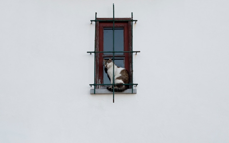 window, simple background, 1080P, cat, pet, Lattice, animals, wall, white  background