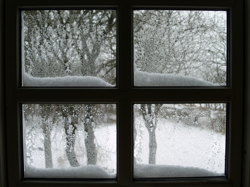 tree, transparent, no people, minimalist, 2K, photography, lattice windows, indoors, close-up, frozen, snow, glass - material, winter, plant, window, nature