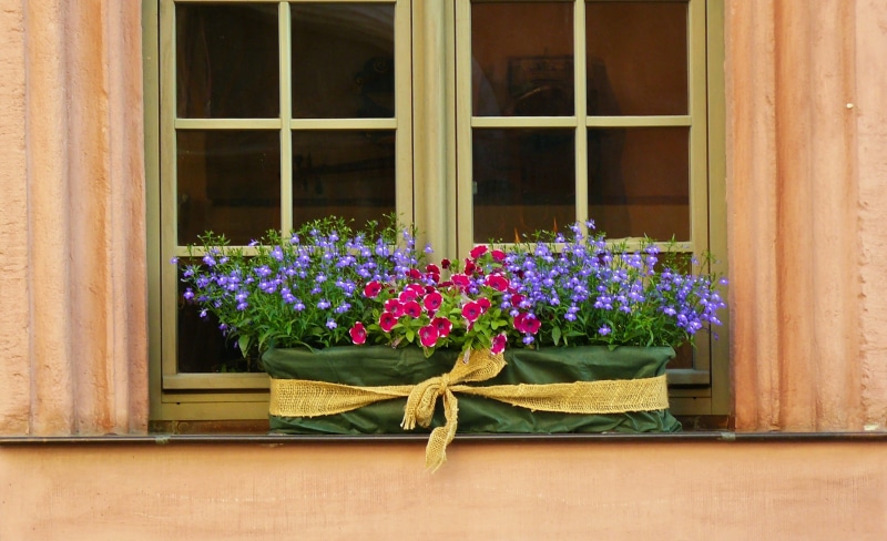 pot, greeting card, window frame, wood - material, flower, nature, freshness, outdoors, romantic, window, transparent, building exterior, growth, flowers