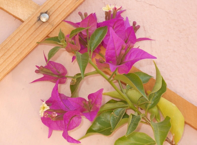 day, vulnerability, wall, fragility, branch, lattice, freshness, purple, no people, petal, petaled, flowering plant, plant part, growth, backgrounds, high angle view