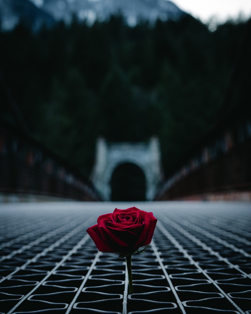 flowering plant, flower, latticed, selective, rose - flower, plant, sky, vulnerability, photography, nature, red, beauty in nature, transportation, rose