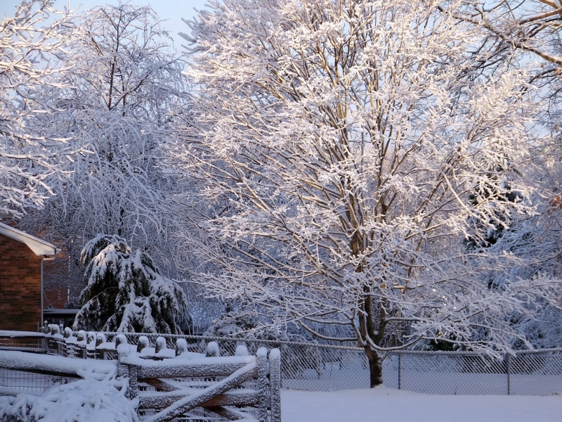 1080P, light, rural Scene, season, tree, frost, woodland, plant, frozen, snow, gate, trees, beauty In Nature, branch, landscape, weather, january, sky