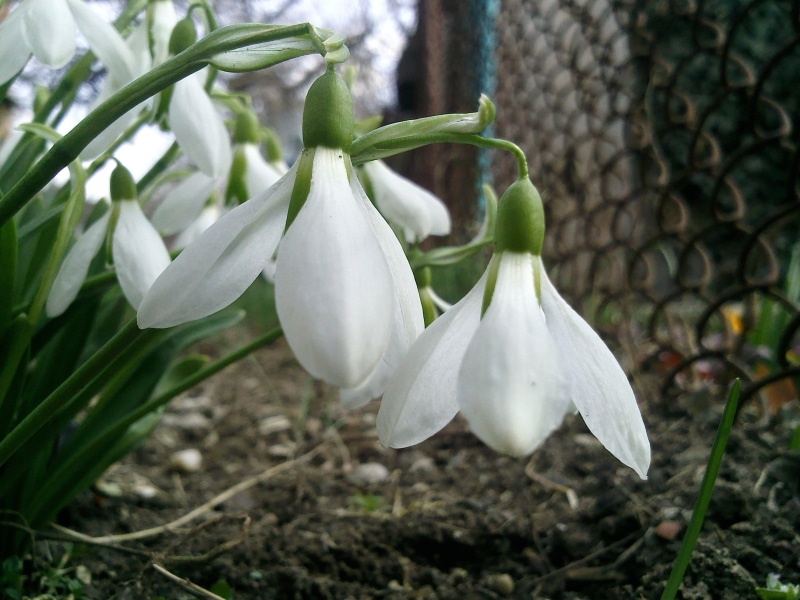 close-up, season, agriculture, leaf, 2K, beauty In Nature, growth, snowdrops, day, spring, blossom, fragility, outdoors, ground, flowers, flower, lattice