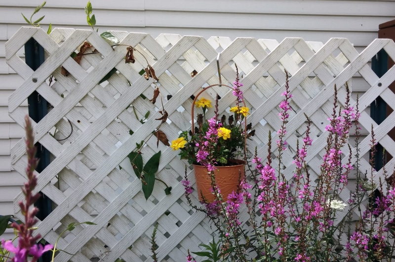 day, plant, freshness, flower, backyard, outdoors, plants, building, vulnerability, nature, trellis, built structure, growing, garden, architecture, wood - material
