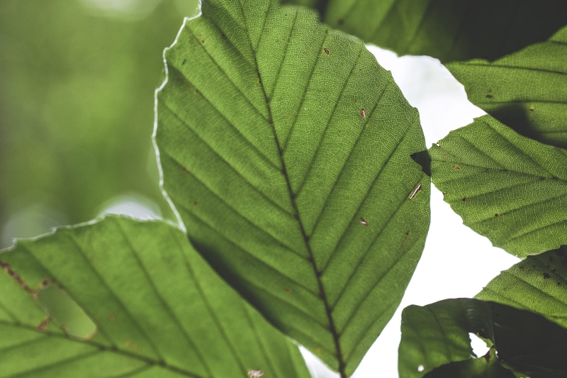 nature, no people, green, veins, plant, summer, freshness, leafed, natural, selective focus, network, backgrounds, day, growth, park, leaf, sunlight, plant part