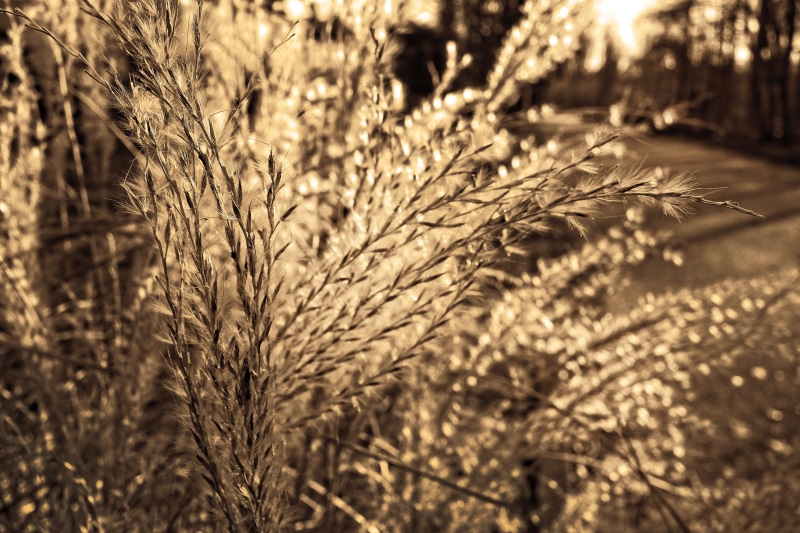 flower, selective focus, farm, sunlight, close, cereal plant, agriculture, soft, bokeh, outdoors, wheat, photography, brown, crop, hour, landscape, beauty in nature