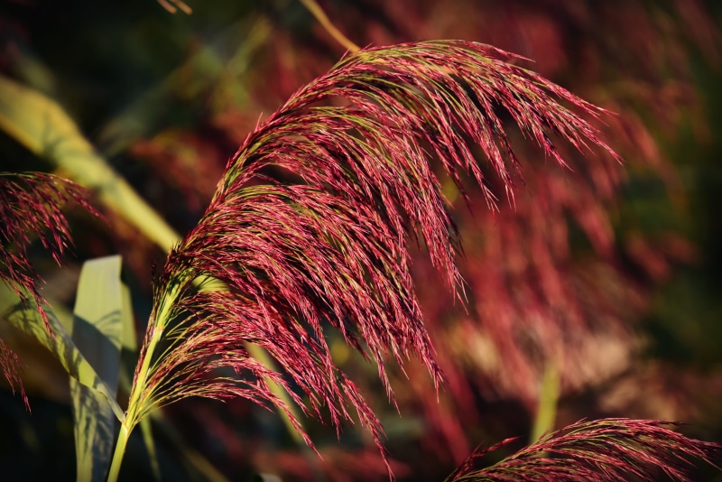 no people, land, leaf, red, marshland, countryside, beauty in nature, autumn, reed, grasses family, growth, feathery, phragmite, nature, plume, day, selective focus