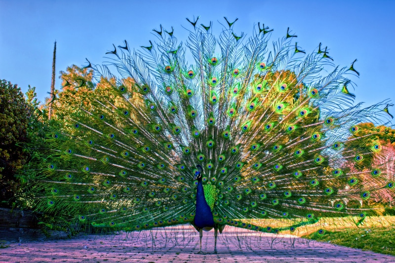 exotic, tree, 5K, peacock, glorious, fantail, animal wildlife, colorful, plumage, animal, feather, pattern, vertebrate, beauty in nature, blue, peafowl