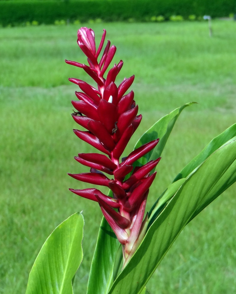 leaf, plant part, karnataka, land, field, red, zingiberaceae, vulnerability, fragility, focus on foreground, kaiga, ostrich plume, no people, day, flowering plant