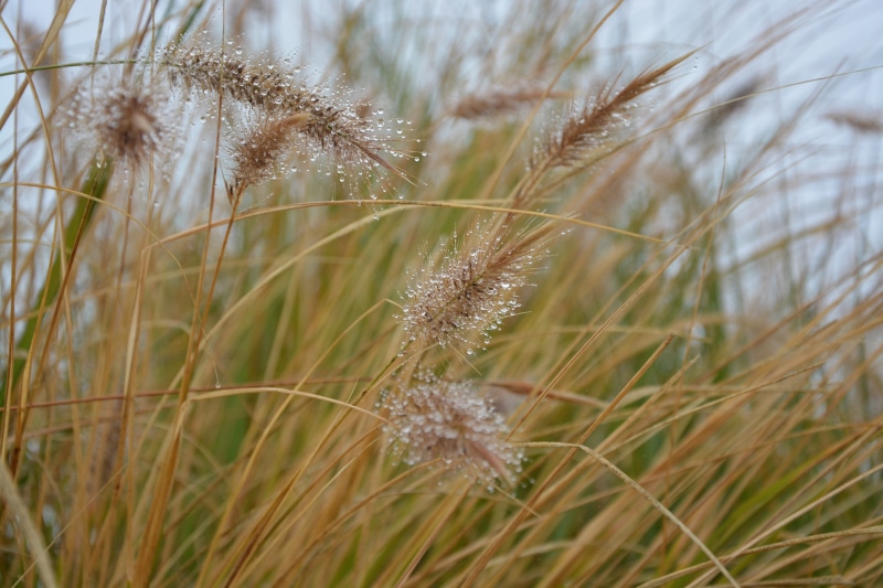 land, outdoors, tranquility, field, uncultivated, dew, grass, reed - grass family, plant, focus on foreground, plants, no people, flower, tall grass, water