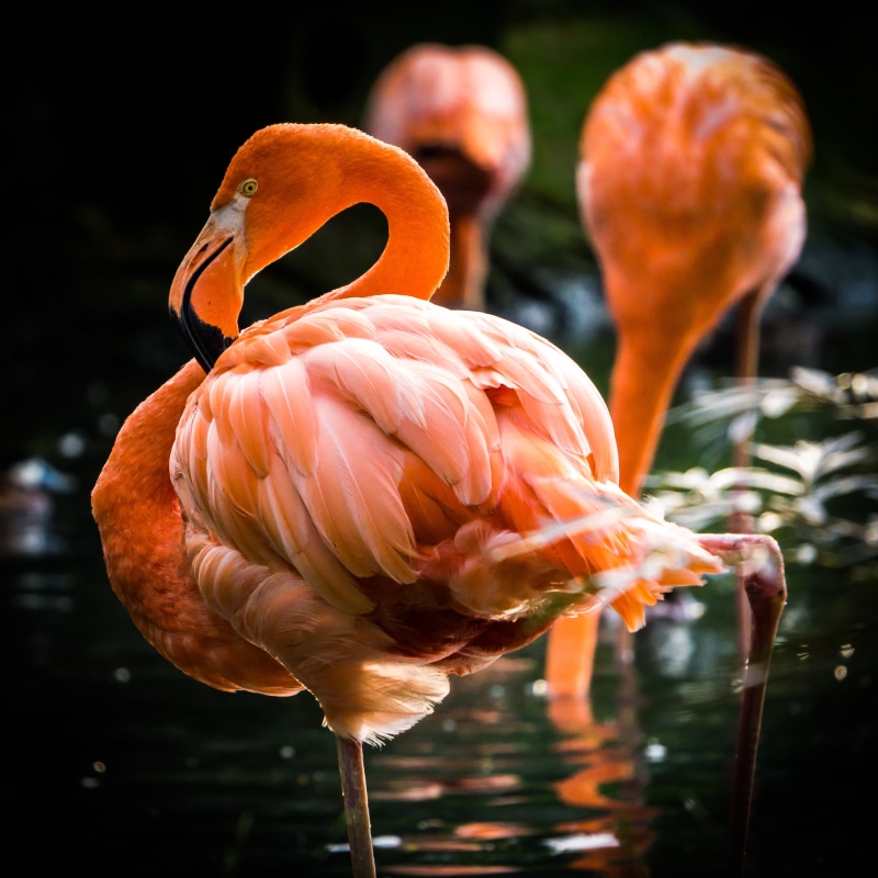 oiseau, serenity, sony  alpha, pink Flamingo, red, feather, bird, E-mount, water, flamant, beak, zoo, nature, selective focus, focus, plume, pink Color