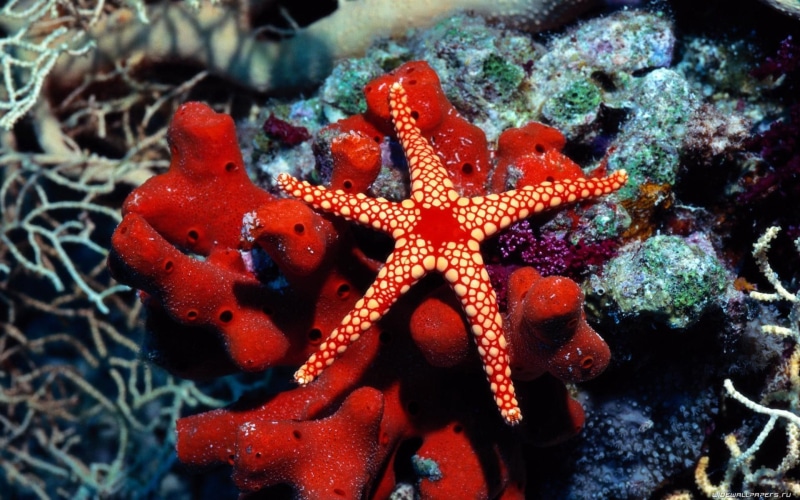 underwater, fishes, hd, red, 1080P, water, white, starfish, fish, sea