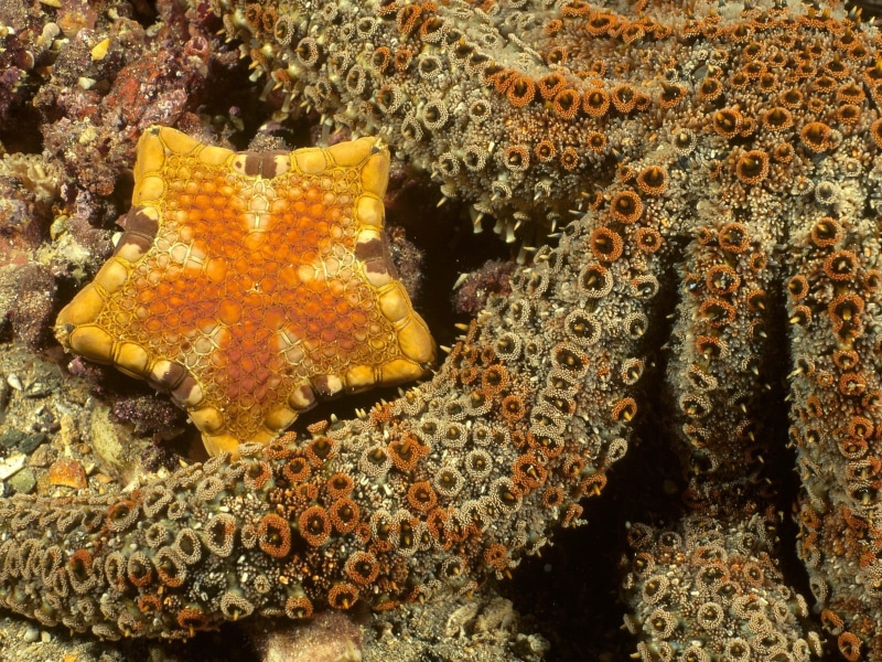 underwater, sea, 720P, starfish