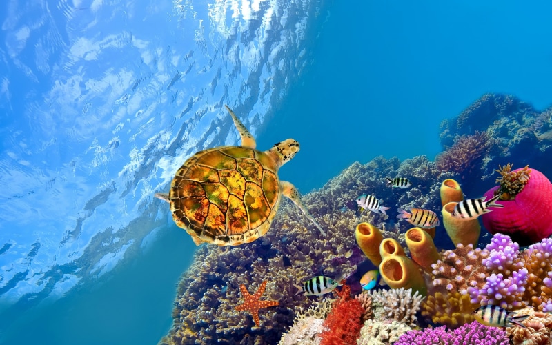 turtle, yellow, starfish, underwater, Fish, corals, 2K, Ocean, green