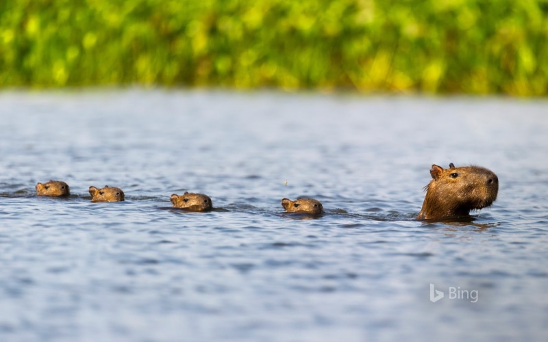 travel destinations, outdoors, vertebrate, family, nature, wa, water, animals in the wild, animal head, selective focus, animal themes, day, group of animals