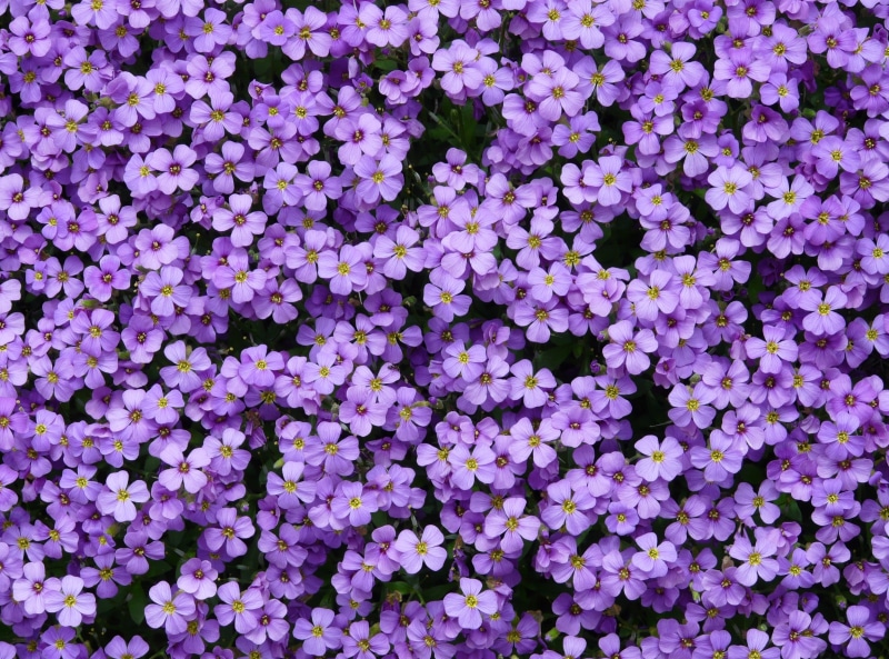 day, Purple, aubrietien, growth, flower head, beauty in nature, fragility, abundance, Bloom, 2K, flowering plant, Colorful, Flower, full frame, close-up