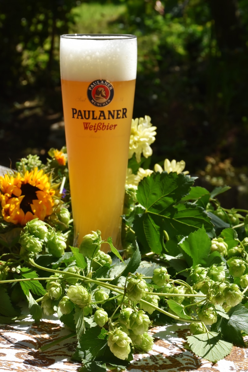 text, unfiltered, plant, communication, alcoholic, growth, close-up, glass, leaf, thirst, freshness, western script, beer, yellow, beer - Alcohol, food and drink