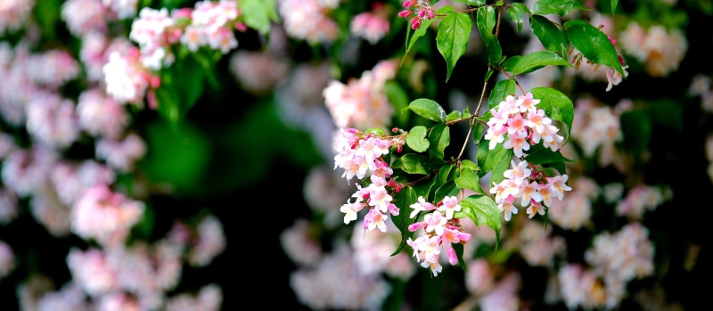 botany, close-up, flower, no people, flora, pink color, blossom, flower head, leaf, nature, fragility, plant part, bunch of flowers, beauty in nature, outdoors