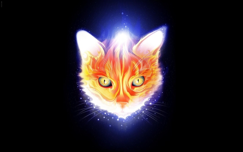 glowing, portrait, pets, light - natural phenomenon, dark, animal head, animal themes, cat, artwork, looking at camera, Matei Apostolescu, 1080P, close-up