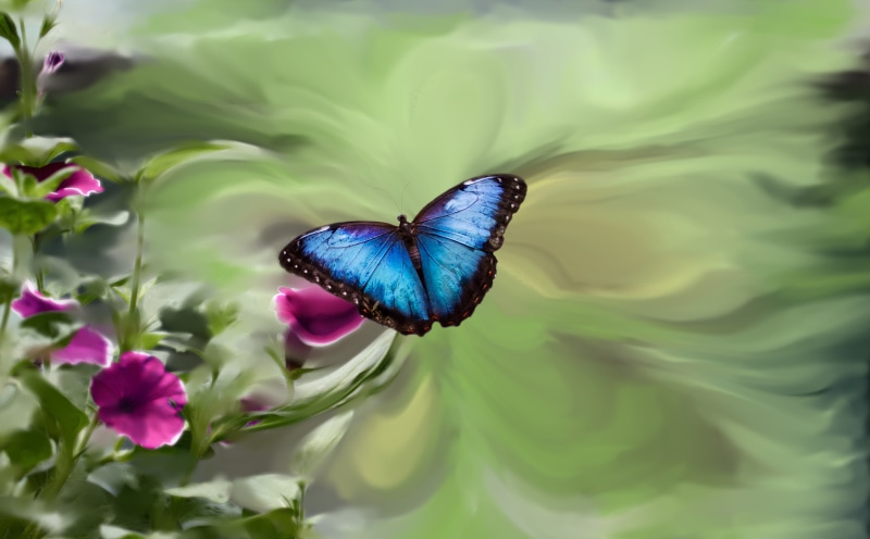fragility, invertebrate, plant, freshness, beauty In Nature, macro, animal, photo art, flowering plant, butterfly - Insect, nature, summer, one animal