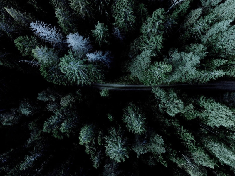 tranquility, cold temperature, beauty in nature, fir tree, land, full frame, frozen, day, scenics - nature, snow, forest, coniferous tree, plant, green color