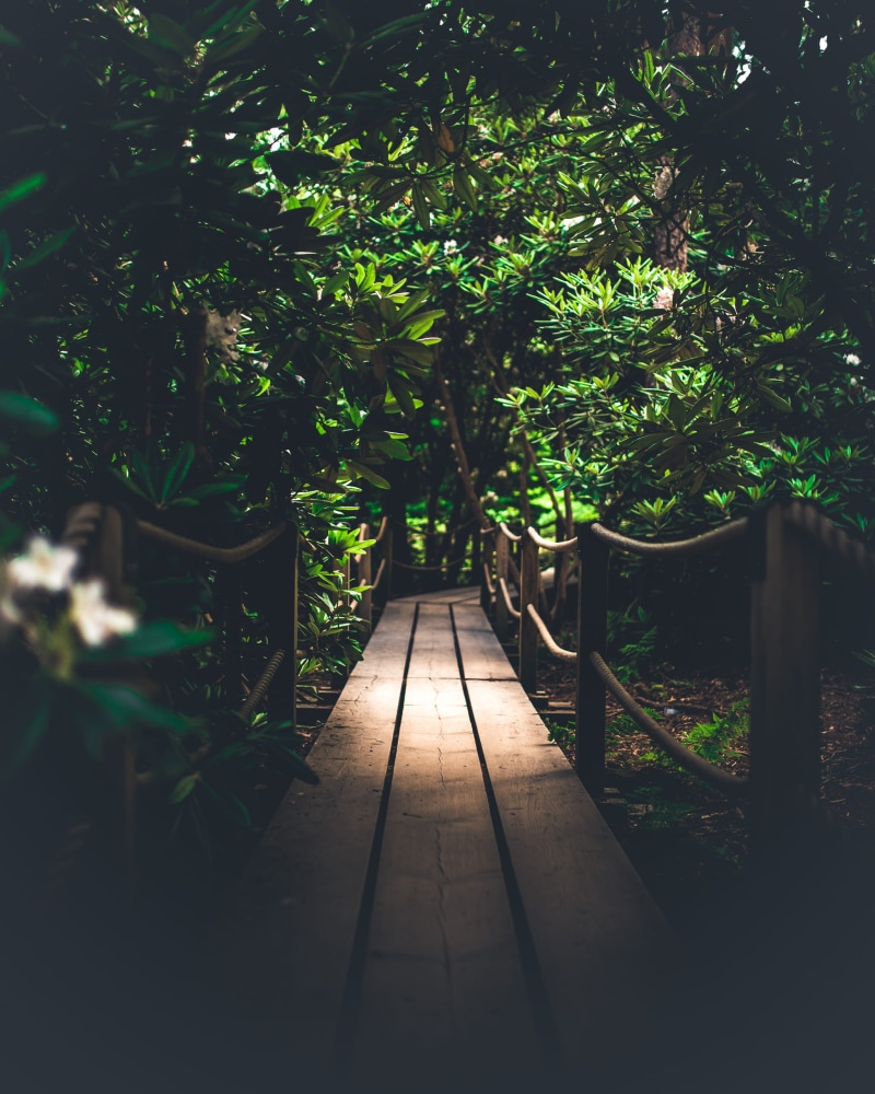 nature, woodland, green, 2K, explore, wooden bridge, wooden path, moody, wooden, adventure, outdoors, beauty In Nature, green Color, grass, day, sunlight